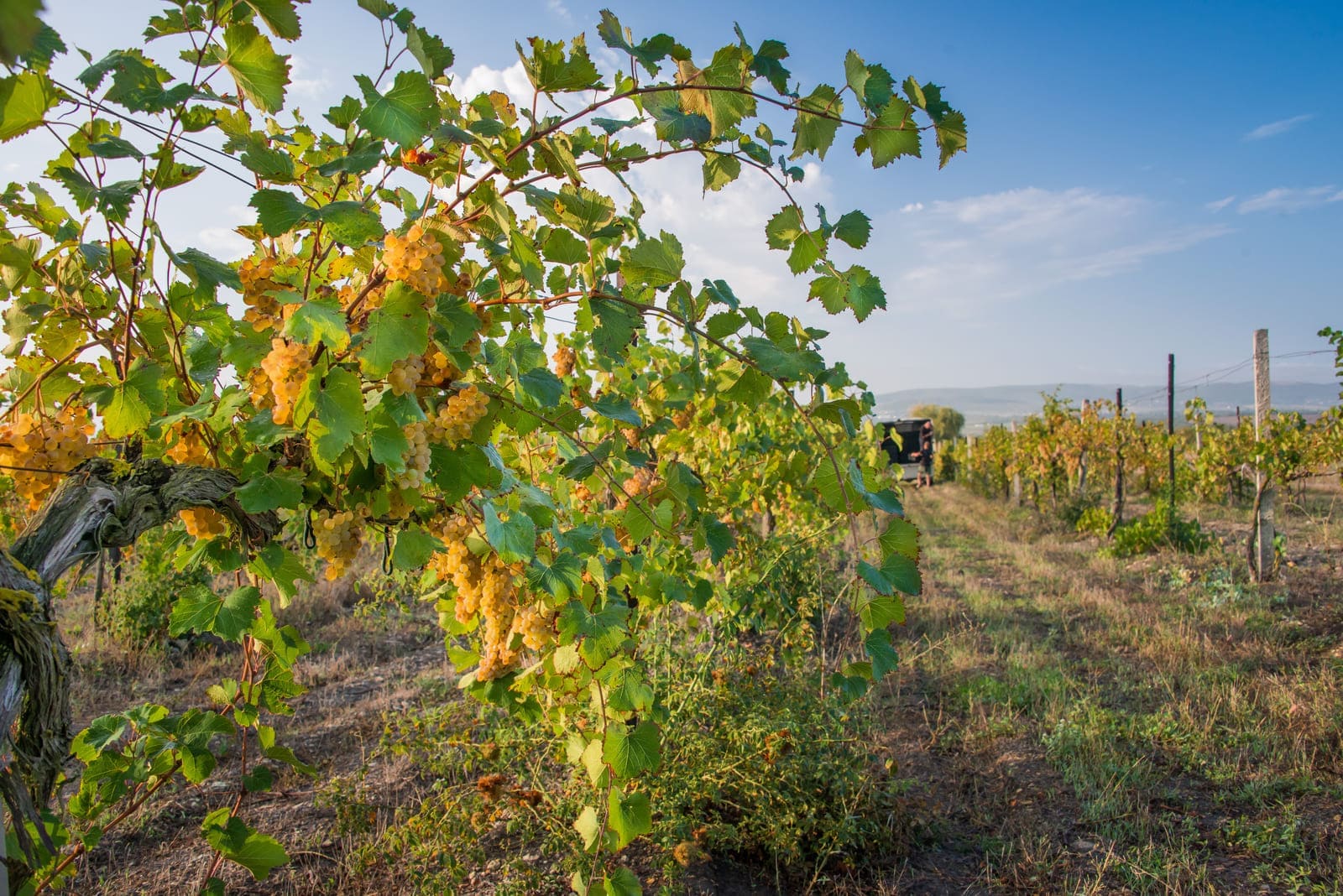 Виноградники Реликта