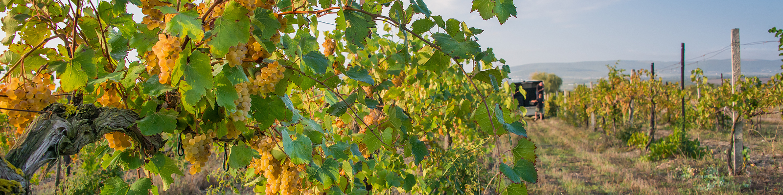 Виноградники Реликта