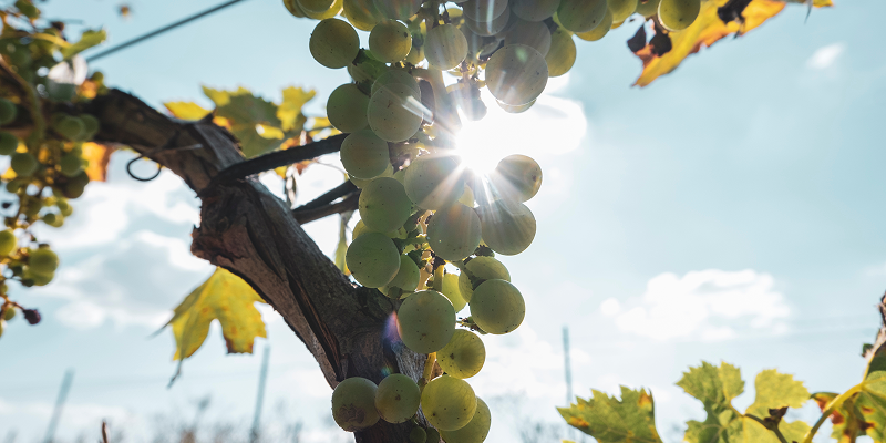 Виноделие Реликта