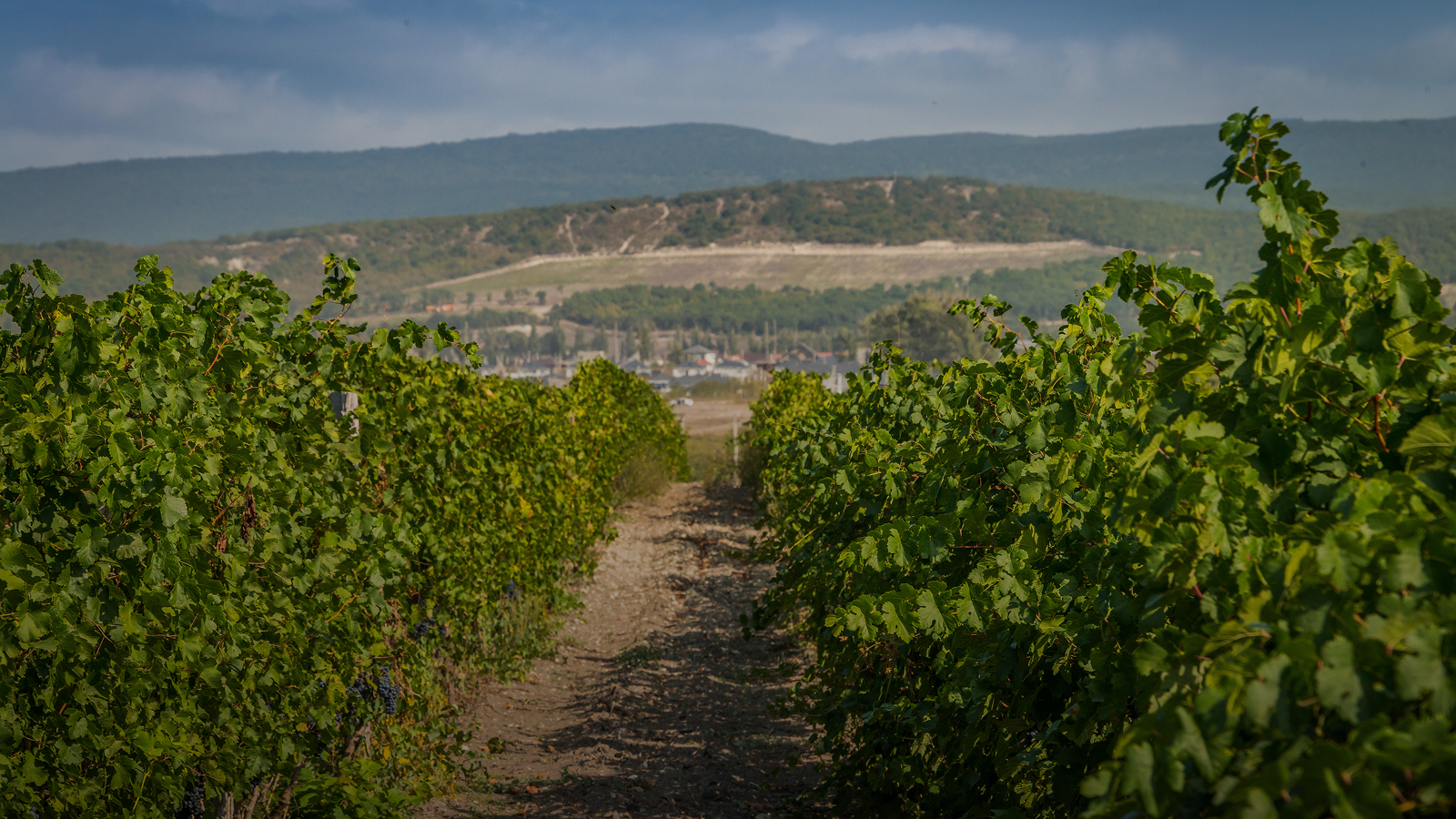 О компании фон секции